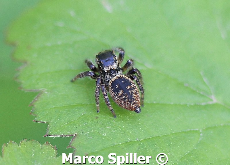 Carrhotus xanthogramma - Milano (MI)